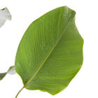 Maranta Charuto Pote  28