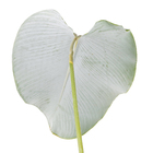 Maranta Charuto Pote  28