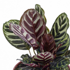 Maranta Pote 19