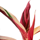 Maranta Triostar Stromanthe Thalia Pequeno Planta Natural