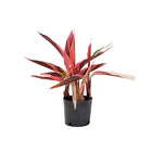 Maranta Triostar Stromanthe Thalia Pequeno Planta Natural