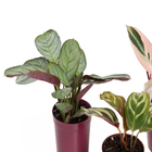 Maranta Variado Pote 06