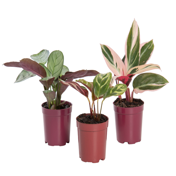 schädlinge calathea Calathea makoyana – Modlitební rostlina – květináč 14 cm, výška 45 cm