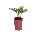 Maranta Variado Pote 06