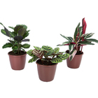 Maranta Variado Pote 12