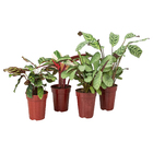 Maranta Variado Pote 12