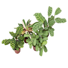 Maranta Variado Pote 12