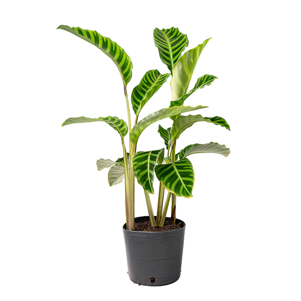 Maranta Zebrina Calathea Lutea Pequeno Planta Natural