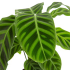 Maranta Zebrina Pote 17