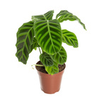 Maranta Zebrina Pote 17