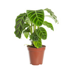 Maranta Zebrina Pote 17