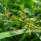 Mata Mato Karpir 15ml Concentrado Herbicida Seletivo Faz 10l