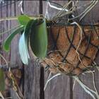Meio Vaso De Parede Em Fibra De Coco (30cm) Top Garden