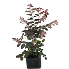 Mil Cores Vermelha Breynia disticha Planta Natural