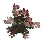 Mil Cores Vermelha Breynia disticha Planta Natural