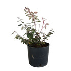 Mil Cores Vermelha Breynia disticha Pote 2 Planta Natural