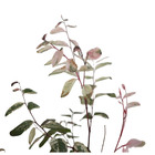Mil Cores Vermelha Breynia disticha Pote 2 Planta Natural