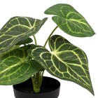 Mini Arranjo Folhas Alocasia Pequeno Verde Grillo