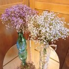 Mini Buquê De Gypsofila  (mosquitinho) I Flores Desidratadas