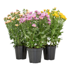 Mini Crisântemo Pote 11 Planta Natural