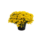 Mini Crisântemo Pote 11 Planta Natural