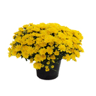 Mini Crisântemo Pote 13 Planta Natural