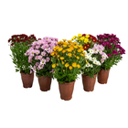 Mini Crisântemo Pote 13 Planta Natural