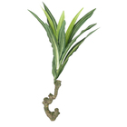 CONJUNTO MINI IUCA X3 COM 51 FOLHAS - 40CM