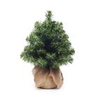 Mini Pinheiro Verde Base Juta 86h 75x45x45cm 1 Unid 1025898