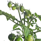 Mini Tomate Cereja PT14 Afonso