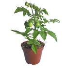 Mini Tomate Cereja PT14 Afonso