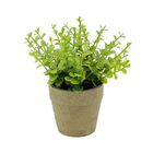 Mini Vaso Papel Sedum Suculenta Verde