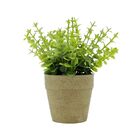 Mini Vaso Papel Sedum Suculenta Verde