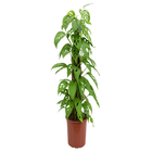 Monstera Andasoni PT23