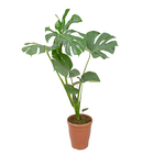 Monstera Deliciosa P24