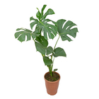 Monstera Deliciosa P24