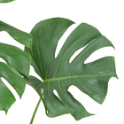 Monstera Deliciosa P24