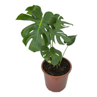 Monstera Deliciosa P30