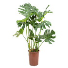 Monstera Deliciosa P30