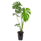 Costela de Adão Monstera Deliciosa Obliqua Adansonii Pote 17 Planta Natural
