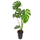 Costela de Adão Monstera Deliciosa Obliqua Adansonii Pote 17 Planta Natural