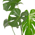 Costela de Adão Monstera Deliciosa Obliqua Adansonii Pote 17 Planta Natural