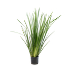 Moréia Branca Dietes iridioides Pote 3 Planta Natural