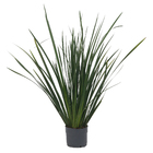 Moréia Variada Pote 24