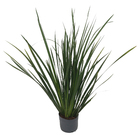 Moréia Variada Pote 24