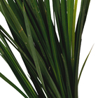 Moréia Variada Pote 24