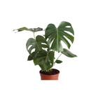 Mostera Costela de Adão Pote 17