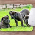 Mouse Pad  Buldogue