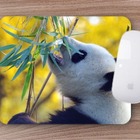 Mouse Pad Animais Silvestres  Urso Panda