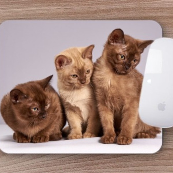 Mouse Pad Coleção Gatos Burmese  O Einstein